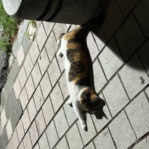 고양이 주인을 찾습니다 고양이 전단지