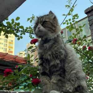 고양이를 찾습니다 고양이 전단지