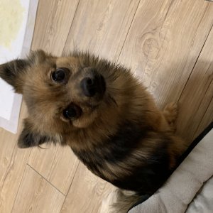 강아지분실실종 서울특별시 은평구