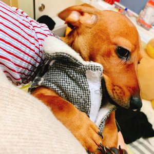 강아지분실실종 서울특별시 관악구