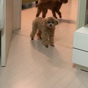 강아지분실실종 전라북도 무주군