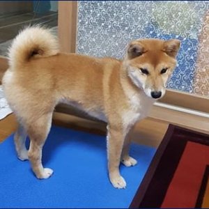 강아지분실실종 대구광역시 북구
