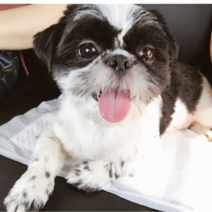 강아지분실실종 인천광역시 부평구