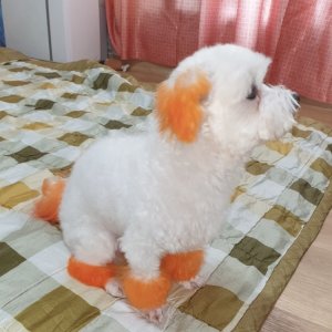 강아지분실실종 서울특별시 양천구