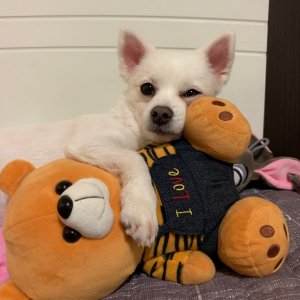 강아지분실실종 서울특별시 동작구