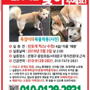 강아지분실실종 서울특별시 은평구