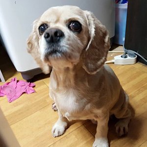 강아지분실실종 서울특별시 강북구