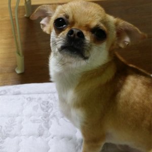 강아지분실실종 경기도 수원시 장안구