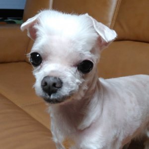 강아지분실실종 전라남도 영광군