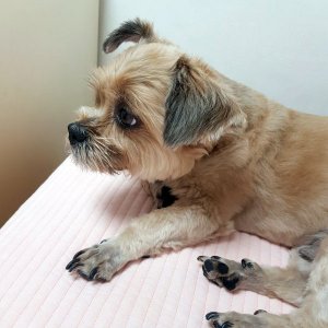 강아지분실실종 서울특별시 마포구