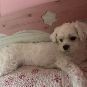 강아지분실실종 인천광역시 계양구