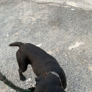 강아지분실실종 경상북도 경산시