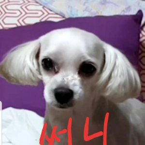 강아지분실실종 서울특별시 노원구