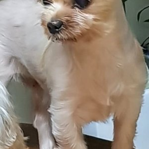 강아지분실실종 서울특별시 노원구
