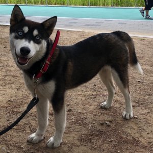 강아지분실실종 서울특별시 영등포구