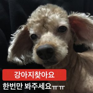 강아지분실실종 경기도 평택시