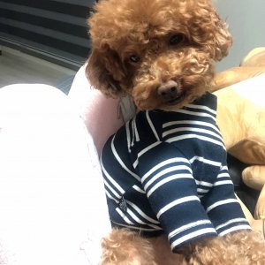 강아지분실실종 부산광역시 중구