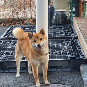 강아지분실실종 경기도 용인시 기흥구