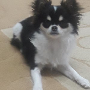 강아지분실실종 서울특별시 도봉구