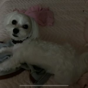 강아지분실실종 충청남도 공주시