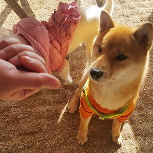 강아지분실실종 부산광역시 남구