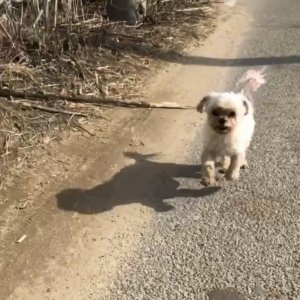 강아지분실실종 경기도 양주시