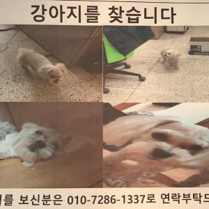 강아지분실실종 전라북도 전주시 완산구