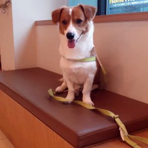 강아지분실실종 서울특별시 마포구
