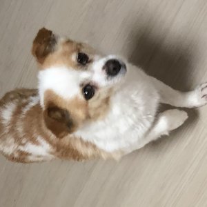 강아지분실실종 부산광역시 해운대구