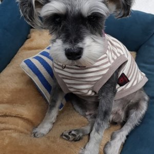 강아지분실실종 부산광역시 동래구