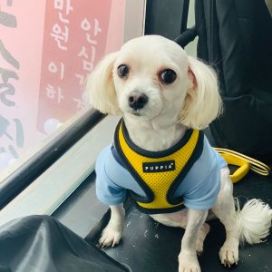 강아지분실실종 경기도 군포시