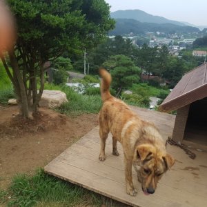 강아지분실실종 경기도 양평군