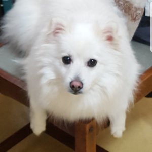 강아지분실실종 전라북도 전주시 완산구
