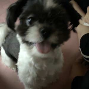 강아지분실실종 서울특별시 동대문구