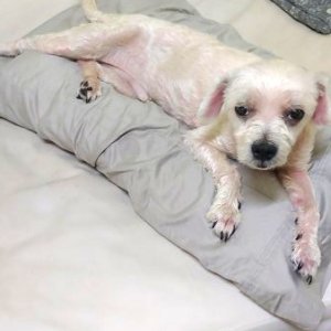 강아지분실실종 서울특별시 강북구