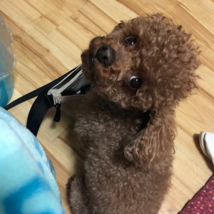 강아지분실실종 경기도 고양시 덕양구