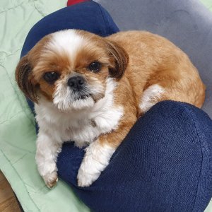 강아지분실실종 강원도 강릉시