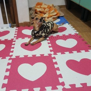 강아지분실실종 서울특별시 도봉구