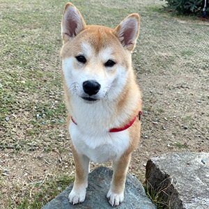 강아지분실실종 부산광역시 사하구