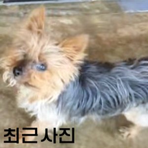 강아지분실실종 경상북도 고령군