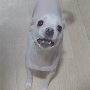 강아지분실실종 인천광역시 중구