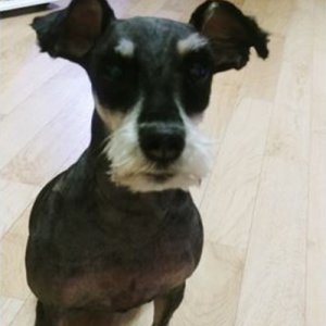 강아지분실실종 서울특별시 성북구