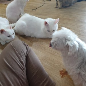 강아지분실실종 경상남도 하동군