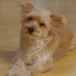 강아지분실실종 경기도 오산시