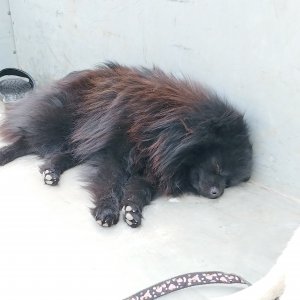 강아지분실실종 전라북도 임실군