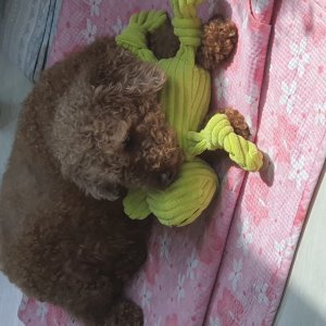 강아지분실실종 전라남도 여수시
