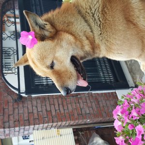 강아지분실실종 서울특별시 성북구