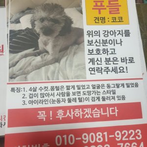 강아지를 찾습니다 강아지 전단지