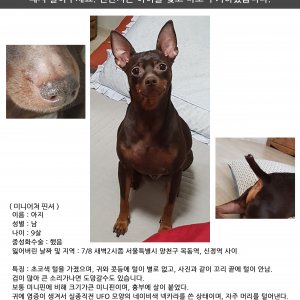 강아지분실실종 서울특별시 양천구