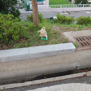 강아지 주인을 찾습니다 강아지 전단지